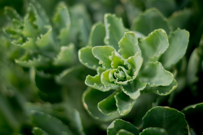 Close-up of a succulent art piece shaped into a heart, showcasing intricate leaf patterns