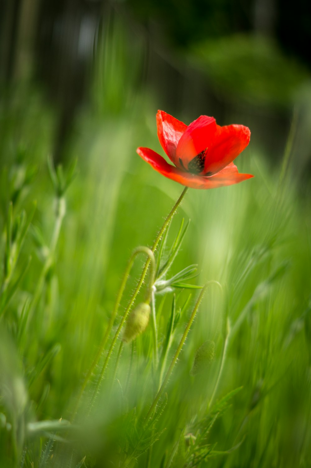 red flower in green grass