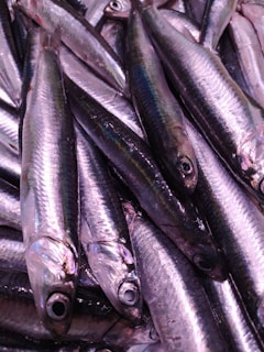 Close-up of a variety of fresh filleted fish ready for sale.