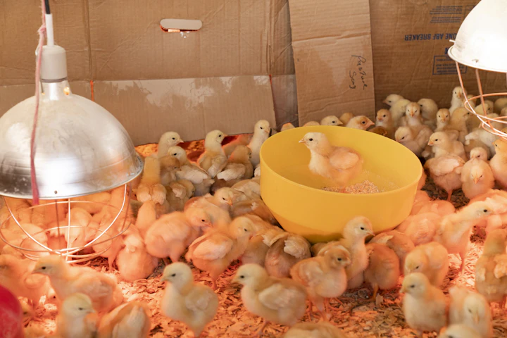 Biosecurity essentials for your farm