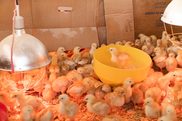 Building a Successful Brooder