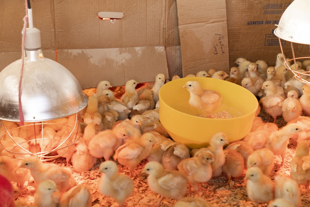 Raising Baby Chicks: Know DO's and DON'TS