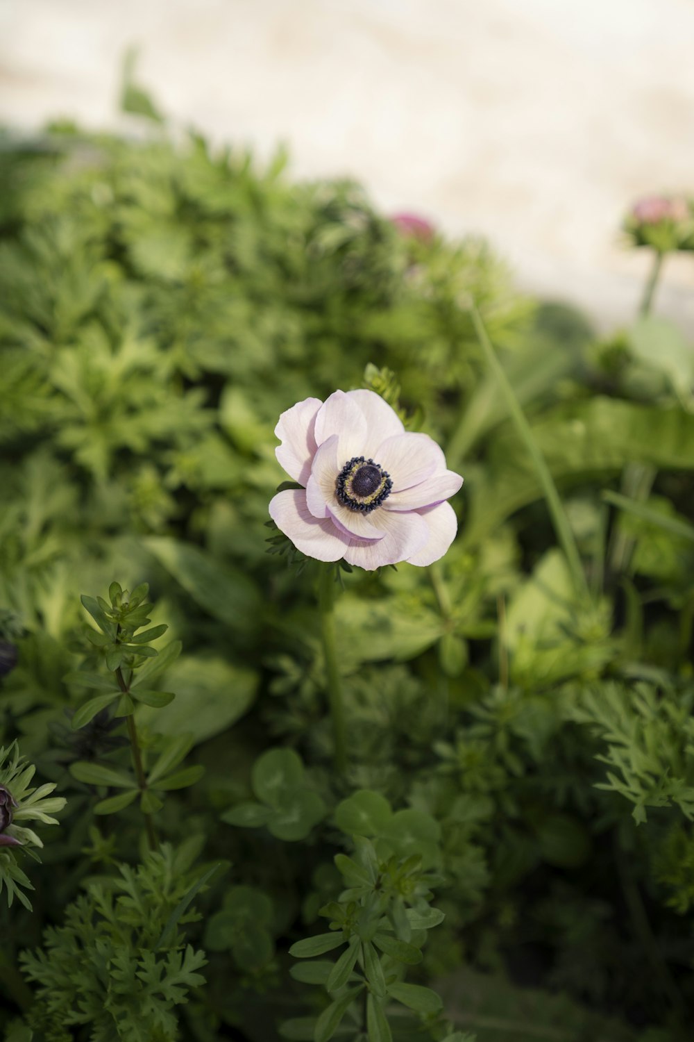 fleur violette dans une lentille à bascule