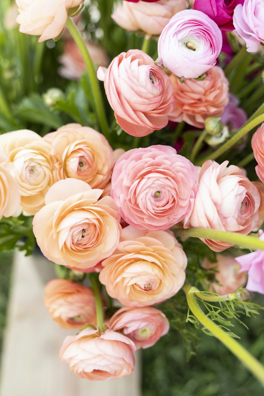 Rosas rosadas en fotografía de primer plano