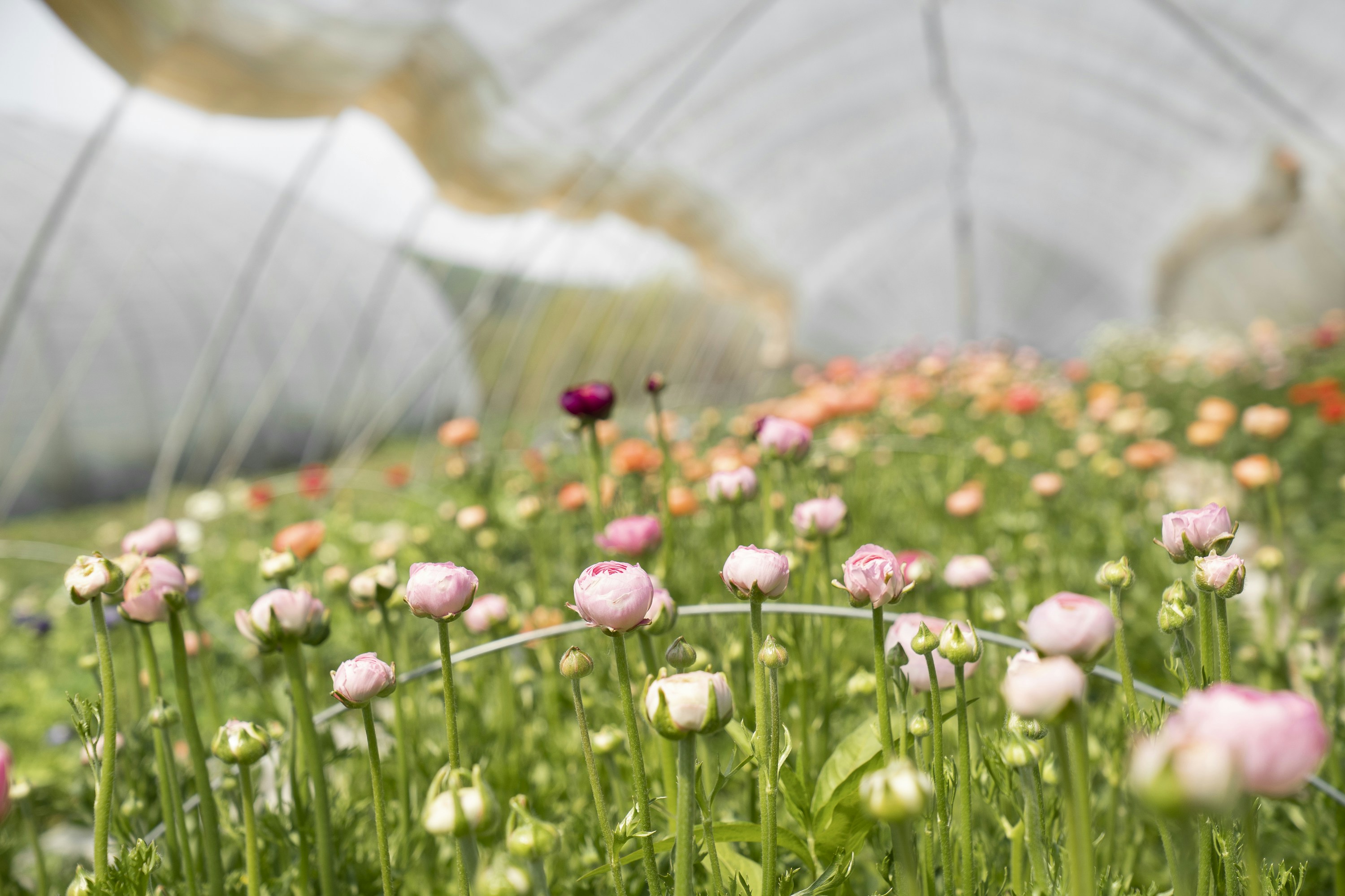 A high tunnel of blooming ranunculus at Pasture Song Farm in Pottstown, PA. Pasture Song is a small-scale, sustainable meat and cut-flower farm. More photography at http://zoeschaeffer.com and http://instagram.com/dirtjoy More from the farm at http://pasturesongfarm.com #regenerativeagriculture #organicfarming #regenerativefarming #farming #youngfarmers #flowerfarm