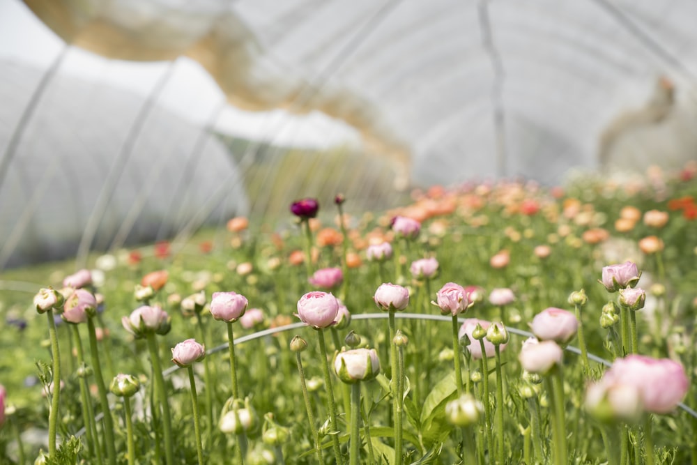 red and white flower field