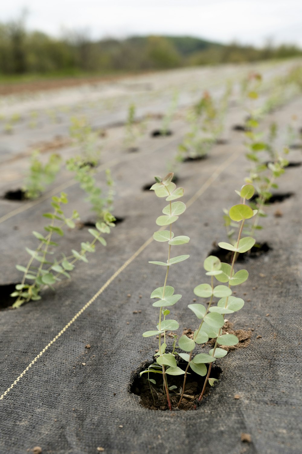 green plant on gray concrete floor