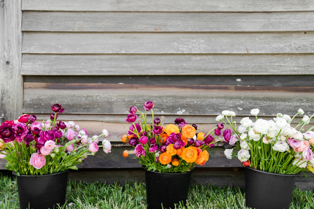 pink yellow and purple flowers in black pot