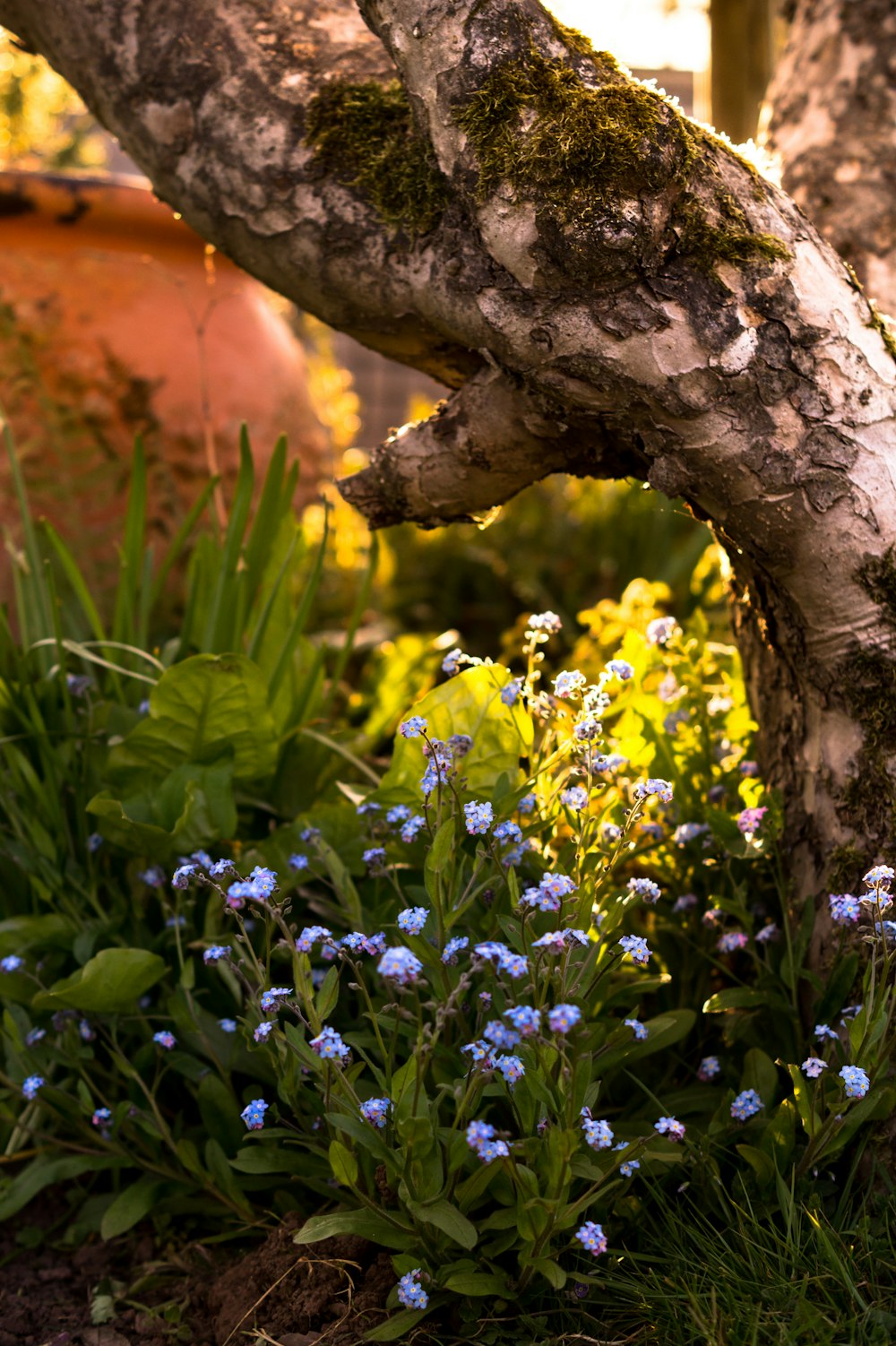 yellow flowers beside brown tree trunk