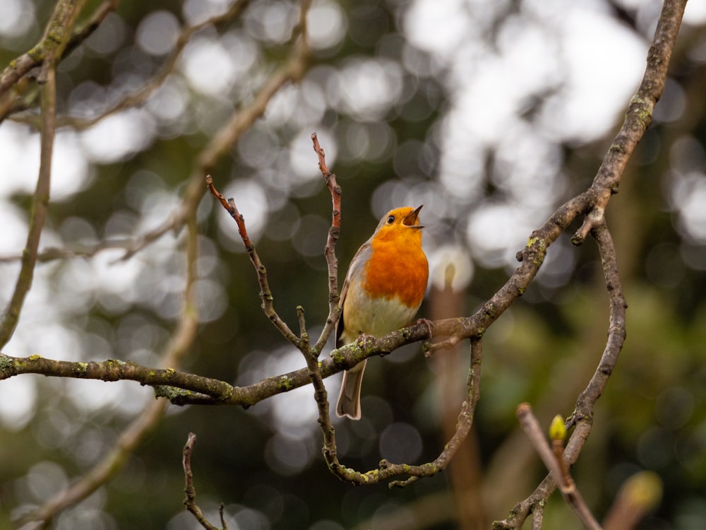 pájaro naranja y blanco en la rama de un árbol durante el día