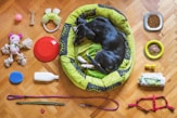 black and tan short coat medium sized dog lying on green and yellow pet bed