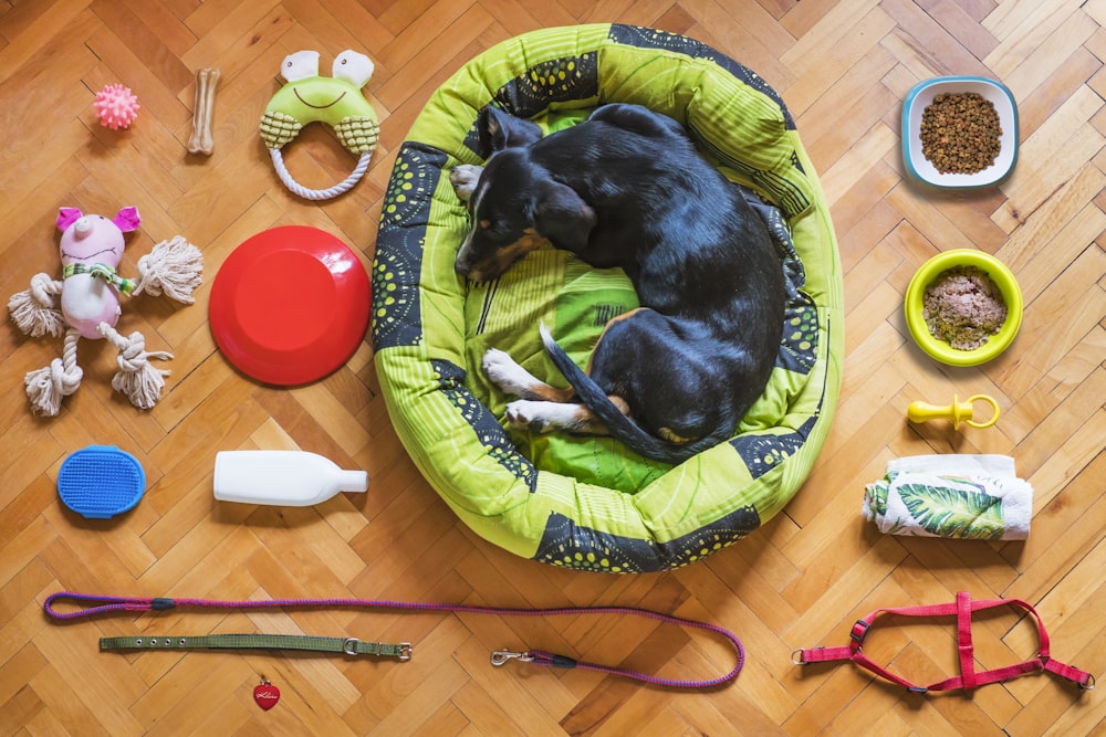 black and tan short coat medium sized dog lying on green and yellow pet bed