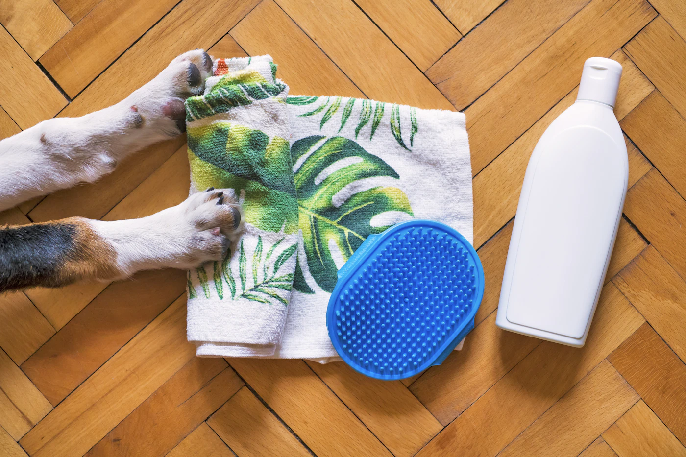 Small white dog resting on a towel indoors during a grooming routine