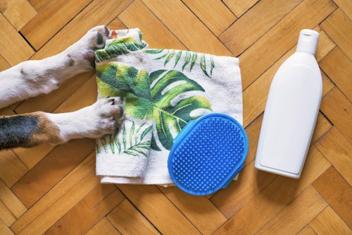 Flat lay of grooming supplies including a towel, shampoo bottle, and grooming brush