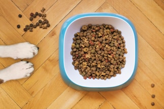 A bowl filled with dry dog food sits on a wooden floor. Next to it are a pair of dog paws and some scattered kibble pieces.