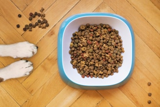 A bowl filled with dry dog food sits on a wooden floor. Next to it are a pair of dog paws and some scattered kibble pieces.