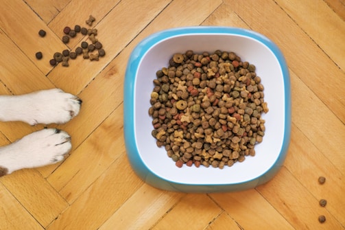 A bowl filled with dry dog food sits on a wooden floor. Next to it are a pair of dog paws and some scattered kibble pieces.