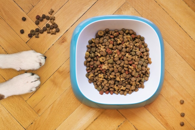 A bowl filled with dry dog food sits on a wooden floor. Next to it are a pair of dog paws and some scattered kibble pieces.