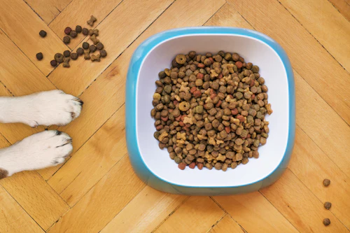 Bowl of premium dry pet food
