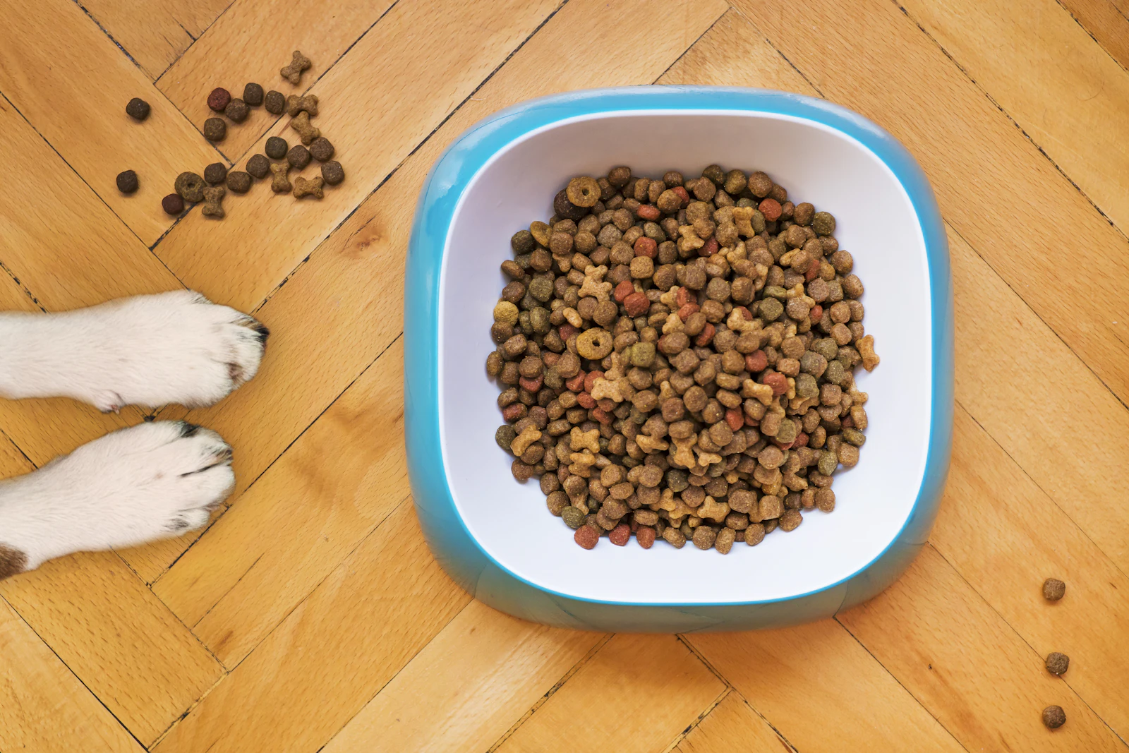 Pienso sin cereales para perros: cómo comparar opciones antes de comprar