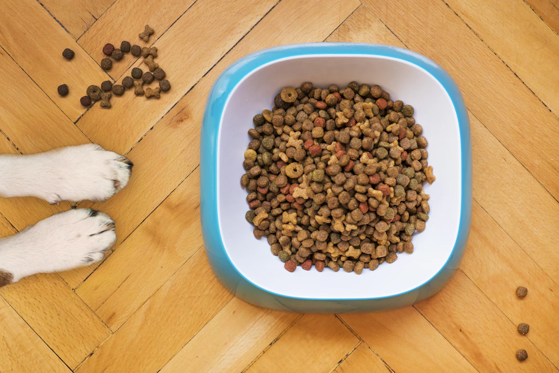 Real pet feeding bowls arranged in a clean home setting