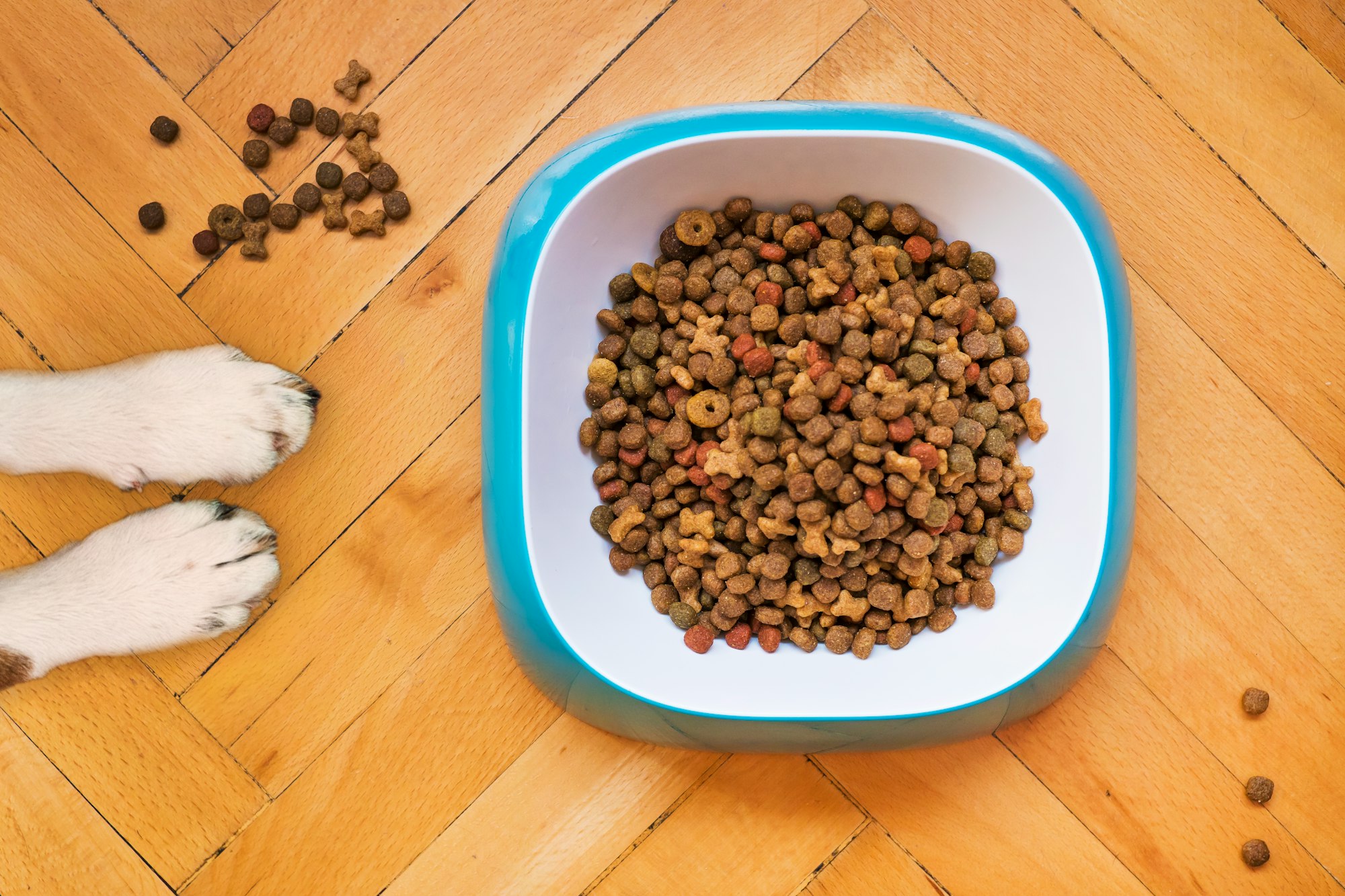 Dog food tastes great!