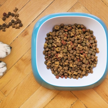 brown peanuts in blue plastic bowl