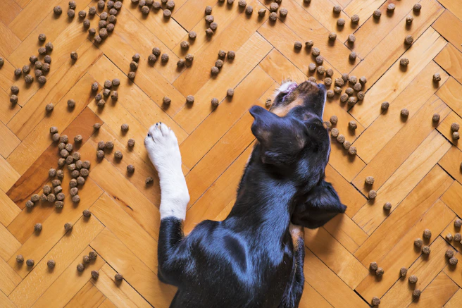 Ernährungsberatung für Hunde in Bispingen im Heidekreis - Pfoten.Fit. - Denise Balazs 