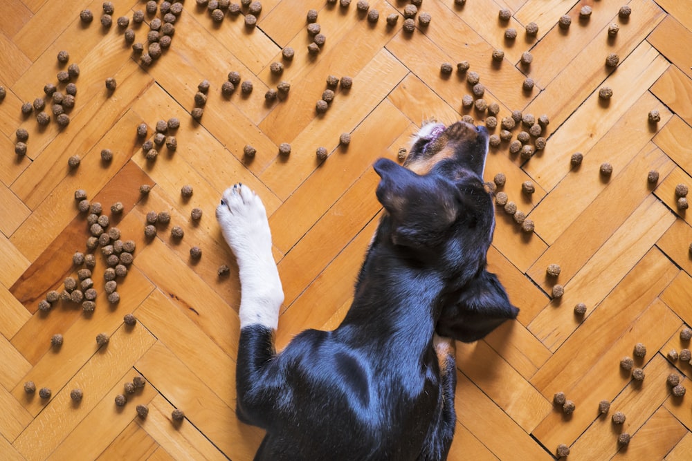 black and white short coated dog on brown wooden floor