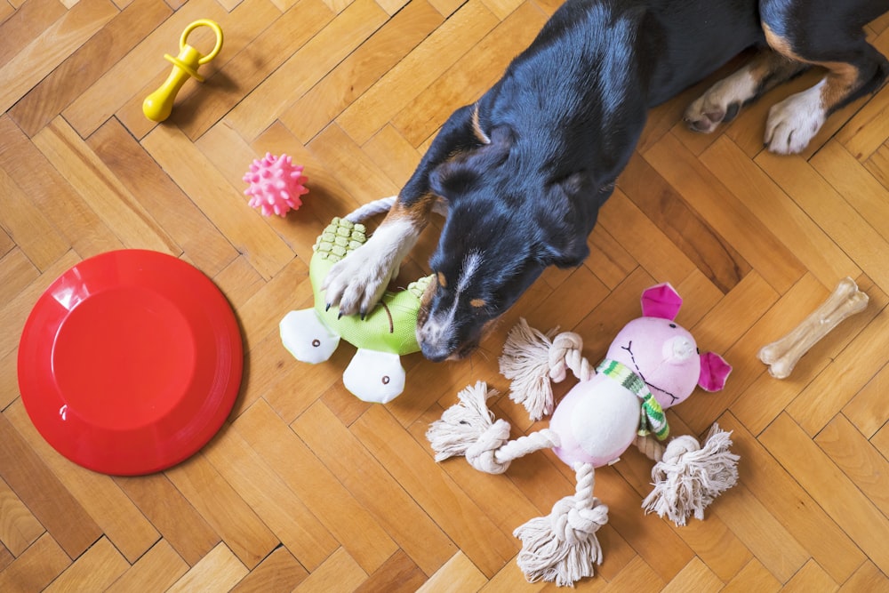 schwarzer und brauner Kurzmantel mittelgroßer Hund liegt auf dem Boden