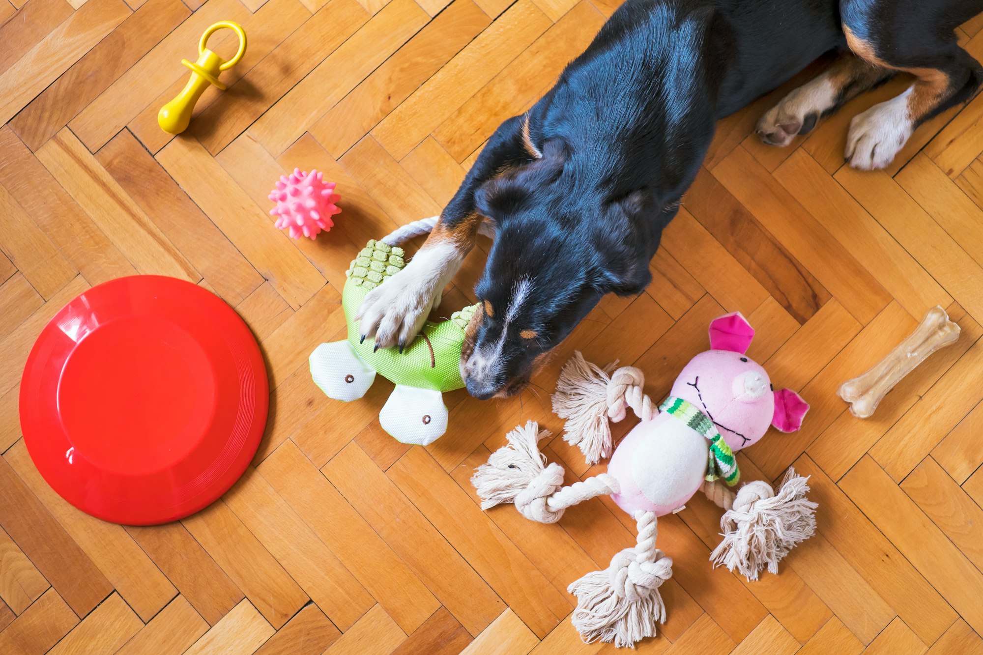 indestructible dog toys