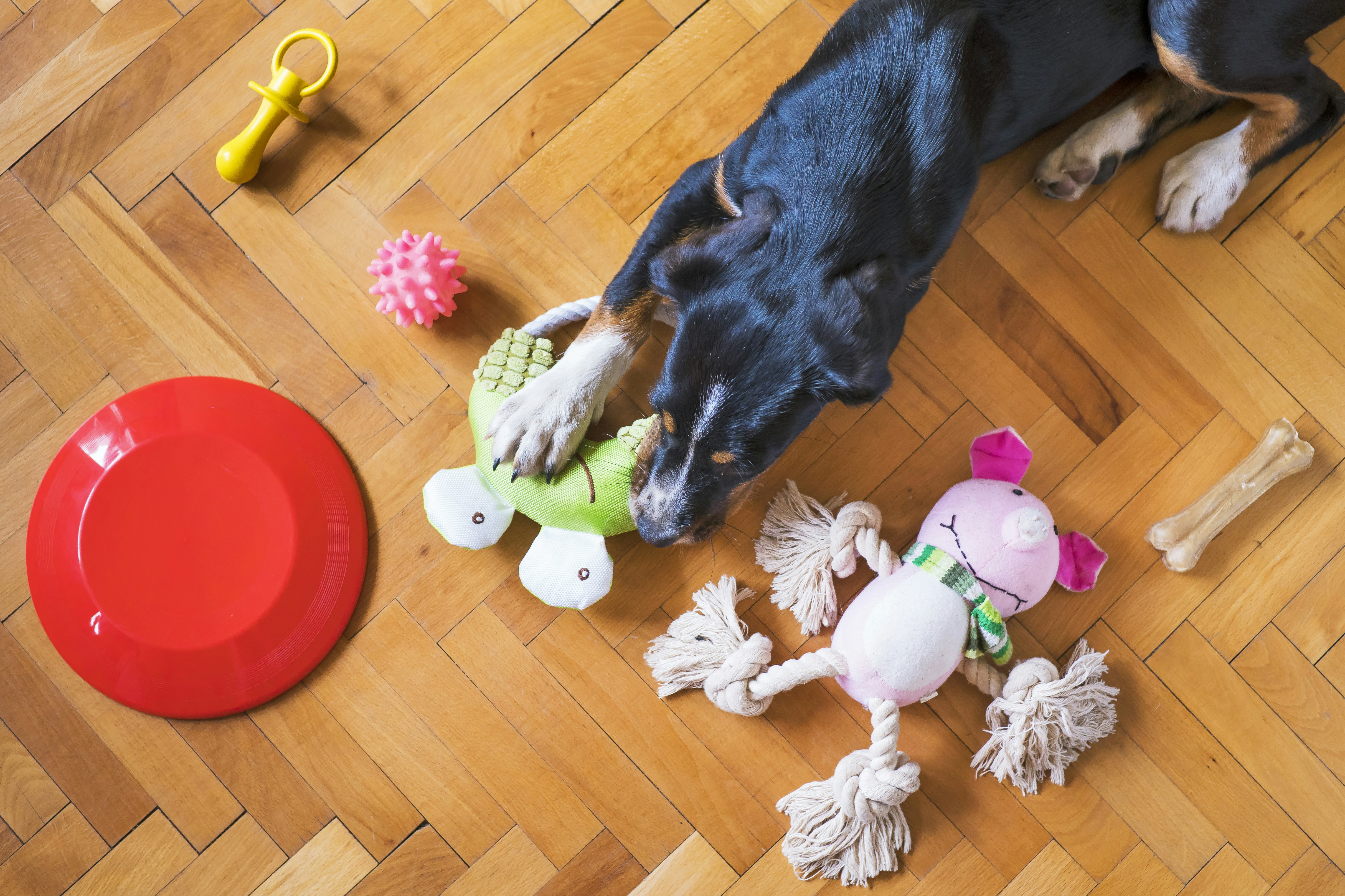 Playful Premium Dog Toys