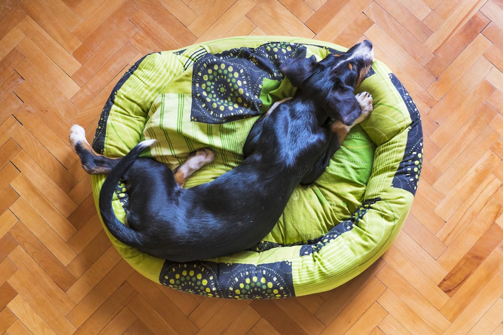 black and brown short coated dog lying on green and blue pet bed