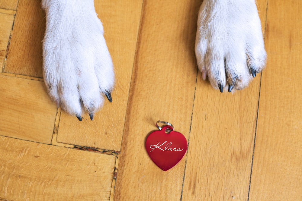 white short coated dog paw on brown wooden surface