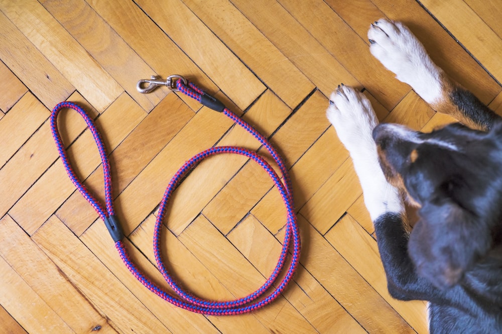 brown and white short coated dog lying on brown wooden floor