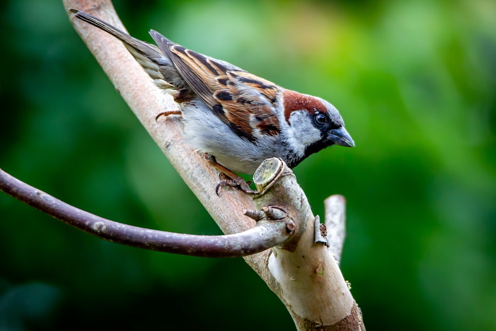 brown and white bird on tree branch during daytime