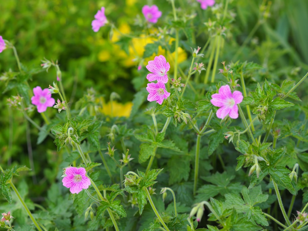 flores roxas com folhas verdes