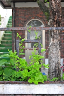 A vibrant green vine entwined around a rustic black iron gate, symbolizing nature's resilience against state structures.