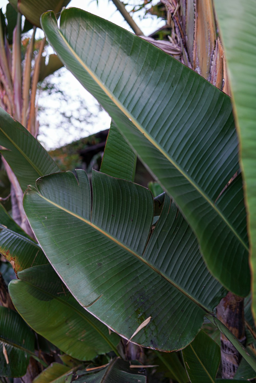 banana tree with green leaves