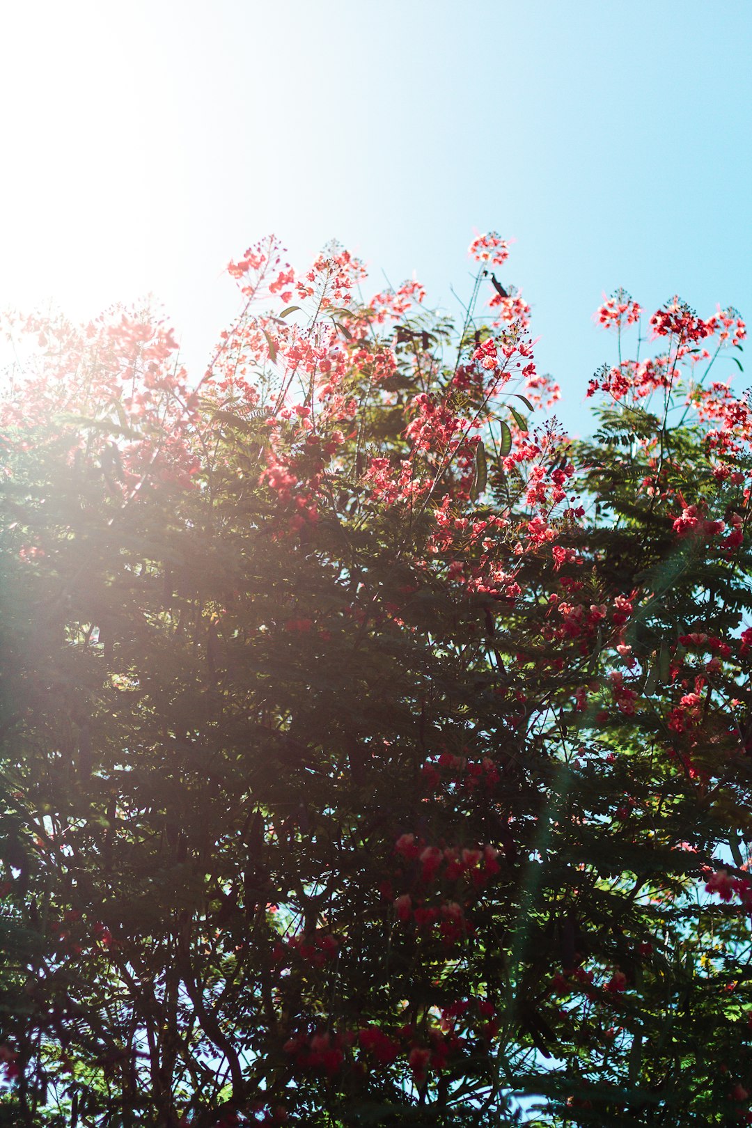 red and green leaf trees