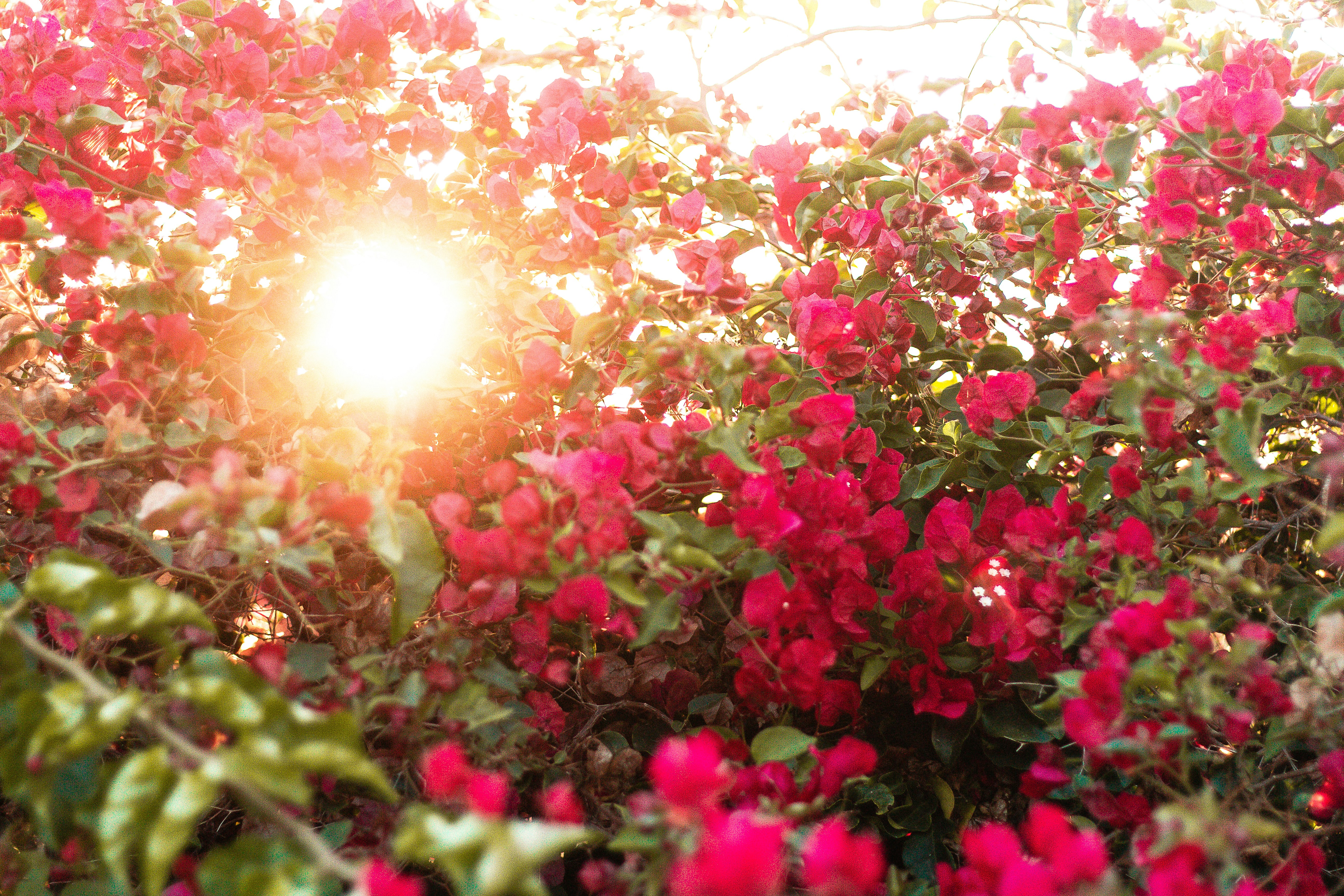 pink flowers with green leaves during daytime