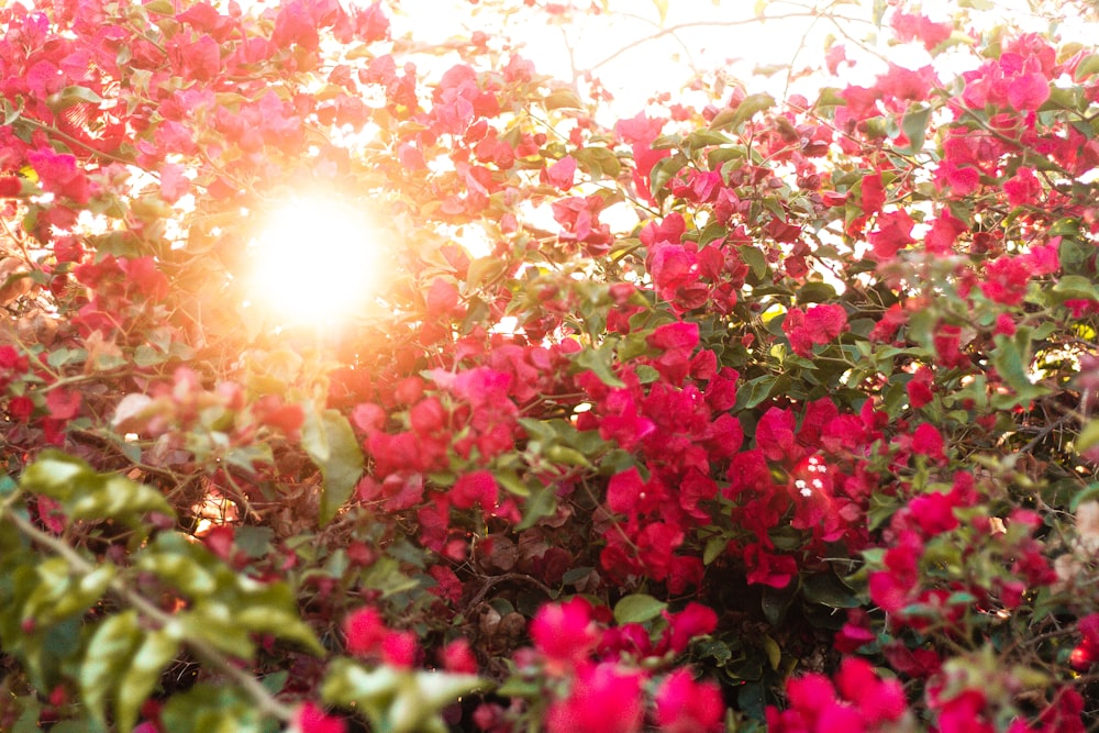 pink flowers with green leaves during daytime