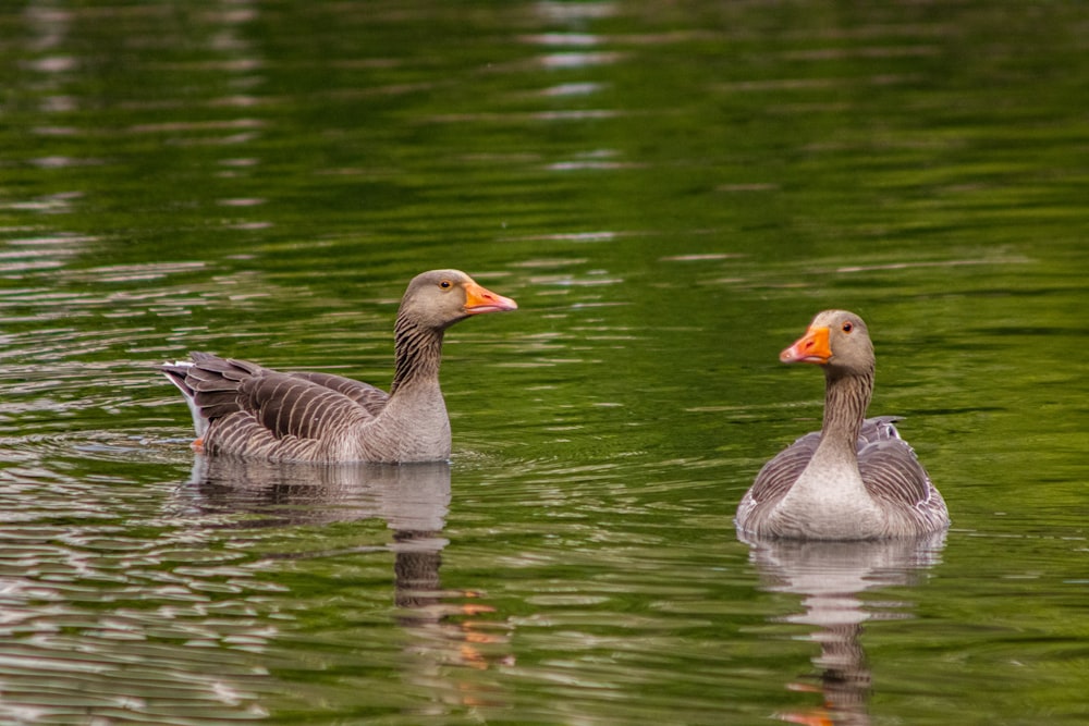 grey duck on water during daytime