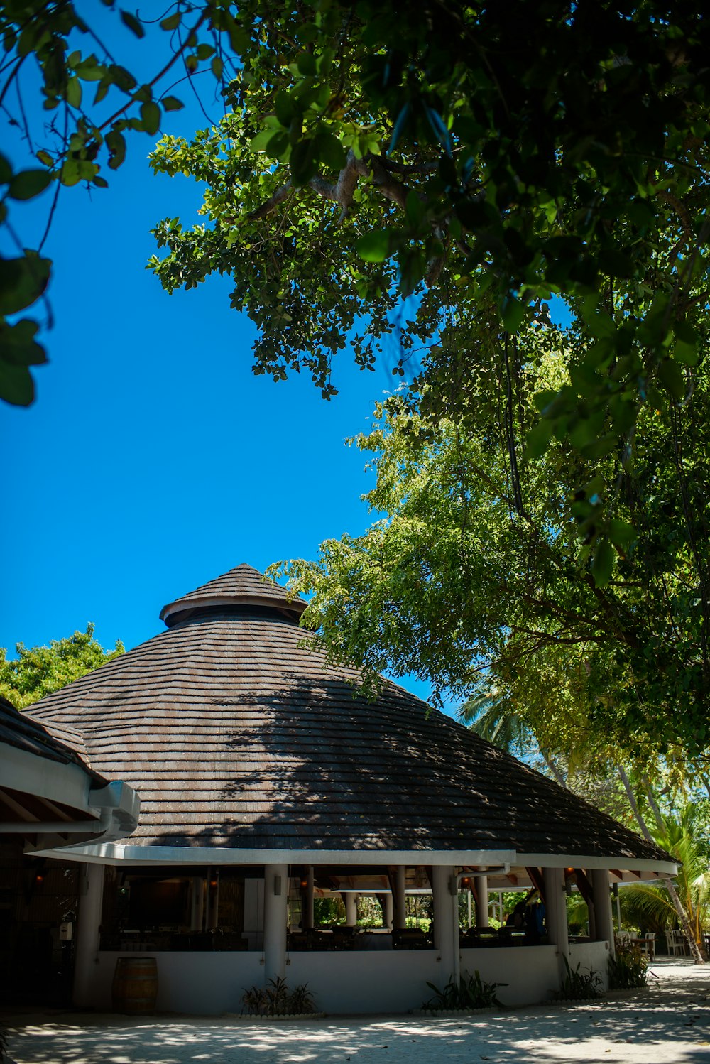 green tree beside brown house under blue sky during daytime