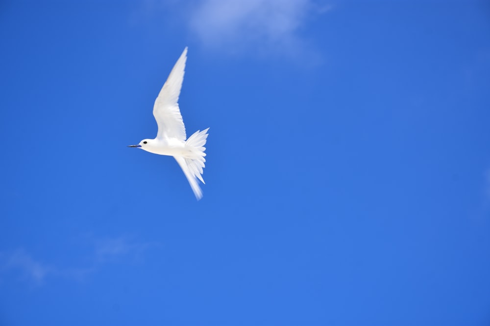 White Bird Flying Under Blue Sky During Daytime Photo Free Animal Image On Unsplash