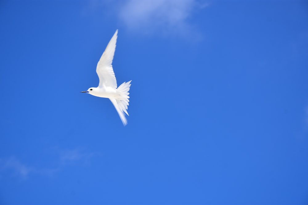 white bird flying under blue sky during daytime