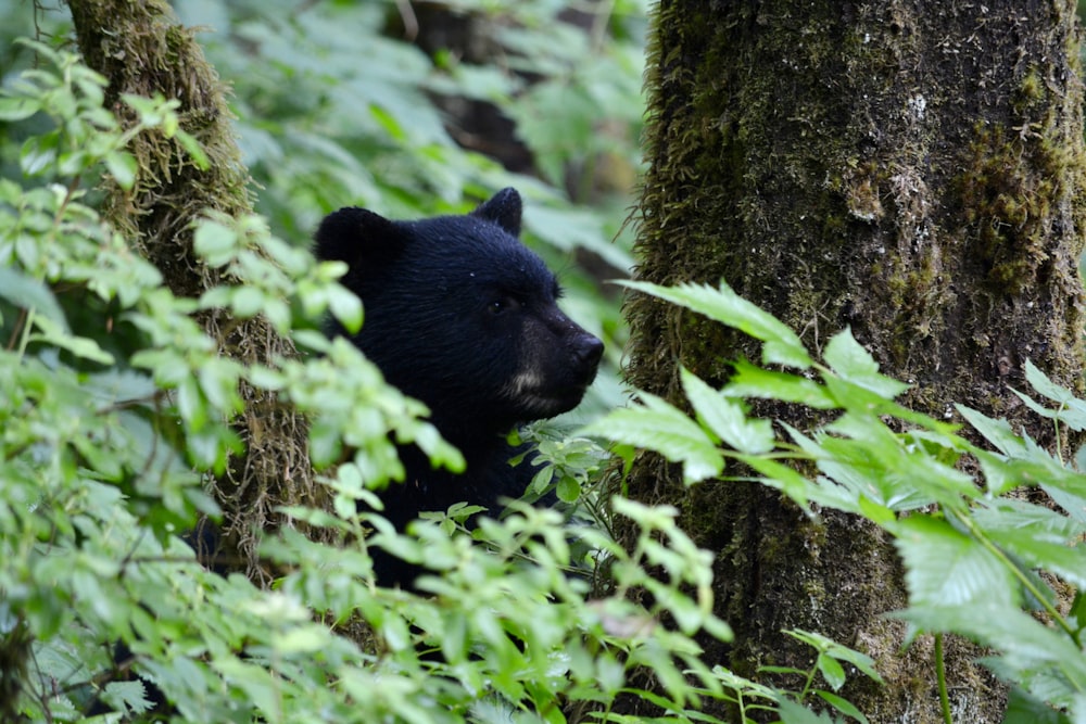 black bear on tree trunk during daytime