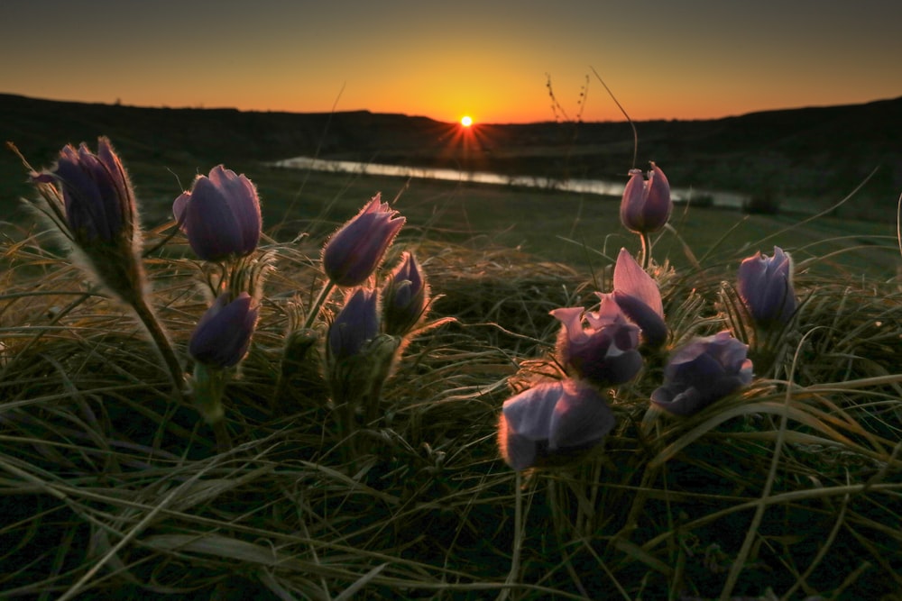 flor púrpura sobre hierba verde durante la puesta del sol