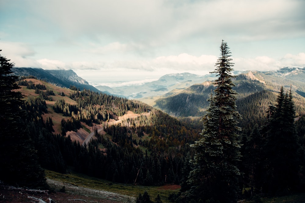 pins verts sur la montagne sous les nuages blancs pendant la journée