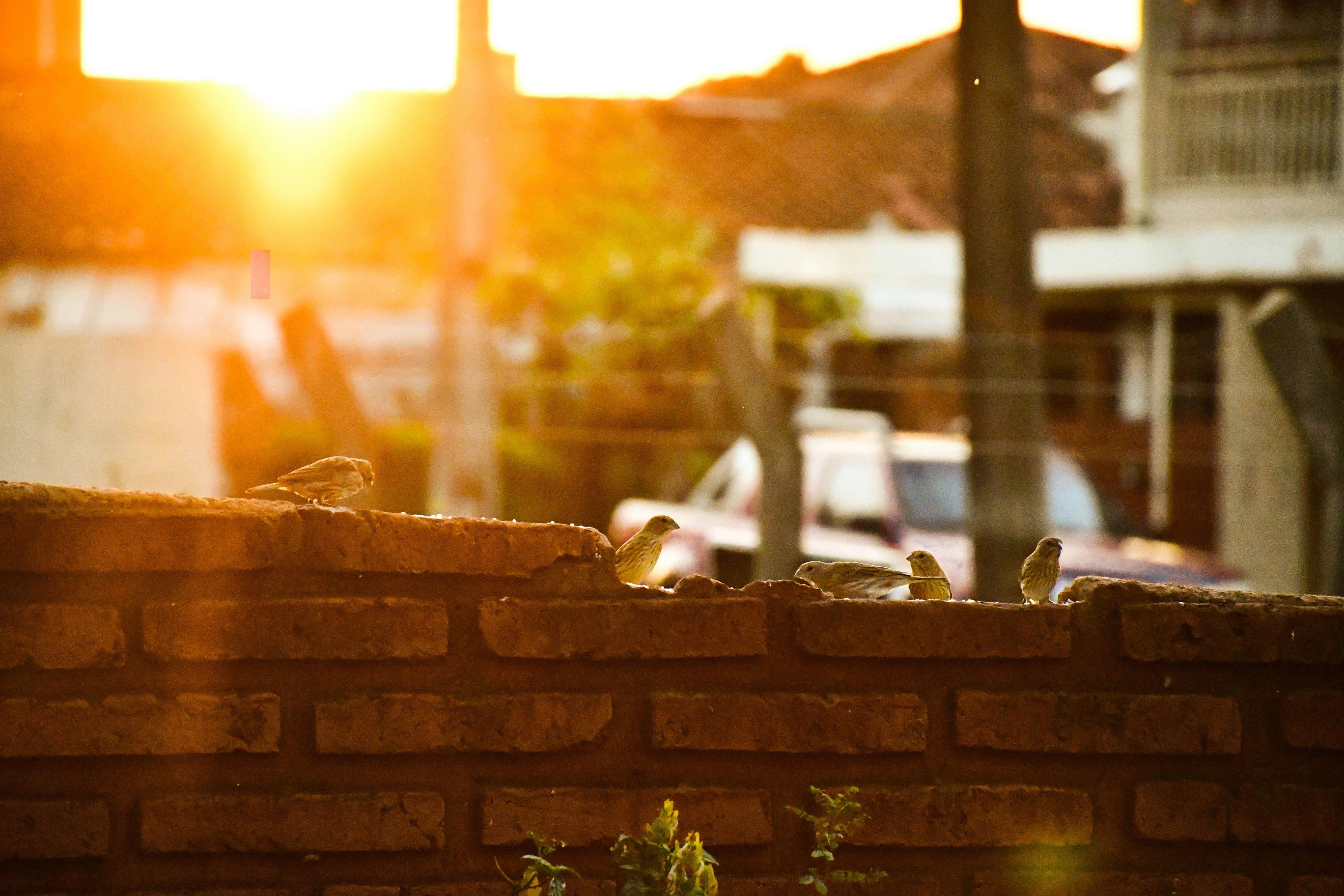brown brick wall during daytime paraguay teams background